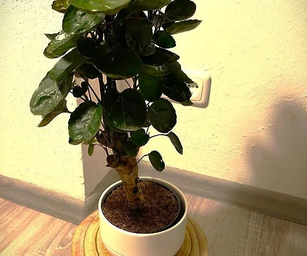 Gemuetliche 3 Zi & Garage Messe Essen